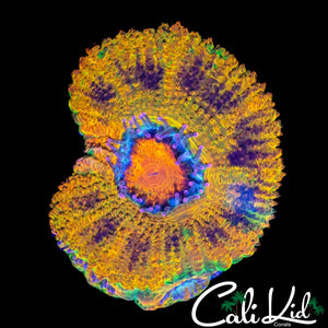 MERKULES TYPE ACAN W/ BABIES
