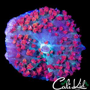 CHUNKY FLAMIN ST THOMAS SHROOM