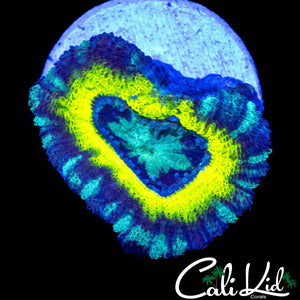 YELLOW RING ASIAN ACAN