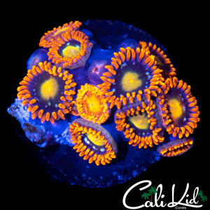 ASSORTED ZOA MINI COLONY
