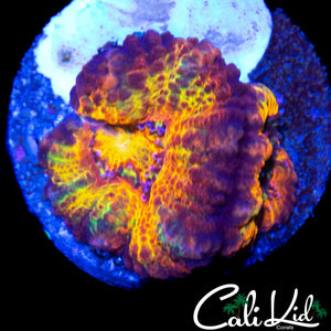 CK BUBBLE YUM ACAN DOUBLE