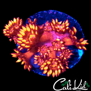 TEQUILA SUNRISE GONI