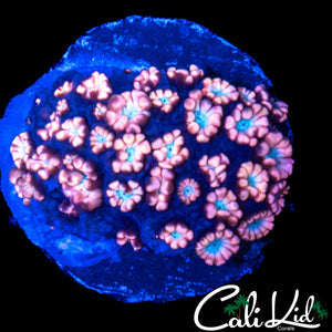 BABY BLUE / PINK ALVEOPORA