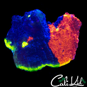 HALF / HALF RAINBOW CHALICE