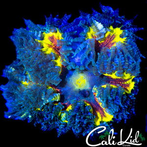 SUPER BRIGHT ROCK NEM