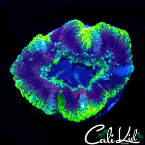XL ULTRA ACAN