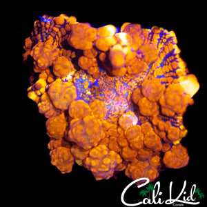 SUPER BUBBLES RAUNCHY RED BOUNCE SHROOM