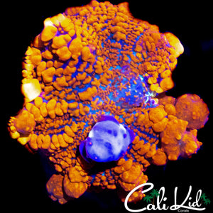 LARGE SUPER BUBBLES RAUNCHY RED BOUNCE SHROOM