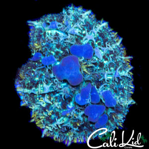 BLEUBERRY HILL BOUNCE MUSHROOM