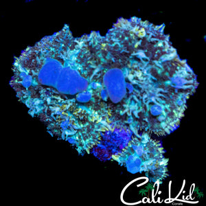 BLEUBERRY HILL BOUNCE MUSHROOM
