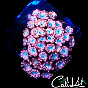 BABY BLUE / PINK ALVEOPORA