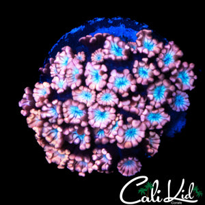BABY BLUE / PINK ALVEOPORA