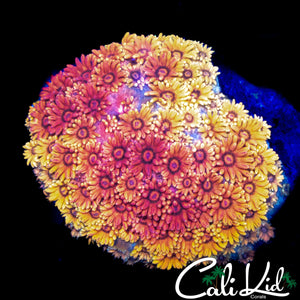 SHOCK TART GONI COLONY