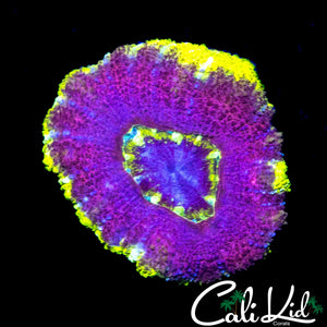 RARE PURPLE RING ASIAN ACAN
