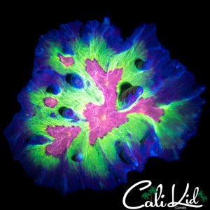 BEAUTIFUL TRI COLOR PECTINIA COLONY