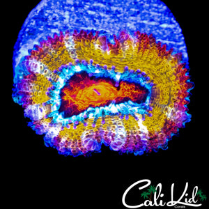 MYSTERY RAINBOW ACAN (UNRELEASED)