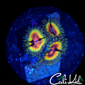 MYSTERY ZOA TRIPLE