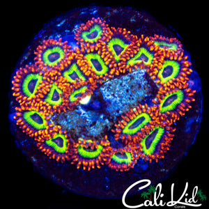 FRUIT LOOPS ZOA MINI COLONY