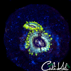 MYSTERY ZOA DOUBLE