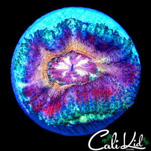 WATERCOLOR ASIAN ACAN