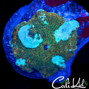 WHITE NODULE BOUNCE DISCO SHROOM
