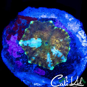 WHITE NODULE BOUNCE DISCO SHROOM