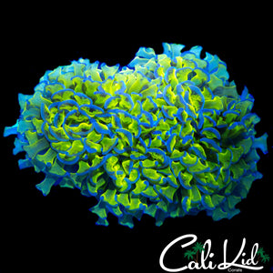 BEAUTIFUL BI COLOR HAMMER COLONY LARGE