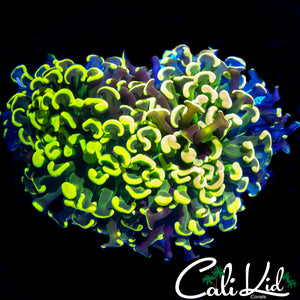 HIGHLIGHTER YELLOW TIP HAMMER COLONY