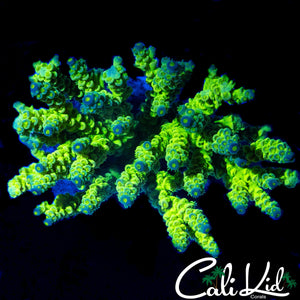AMAZING RAINBOW TENIUS COLONY
