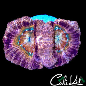 RARE ASIAN ACAN DOUBLE