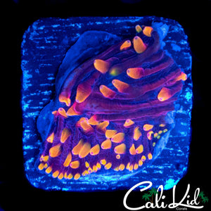 RAINBOW DIASERIS FRAG