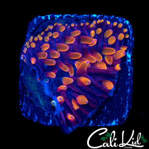RAINBOW DIASERIS FRAG
