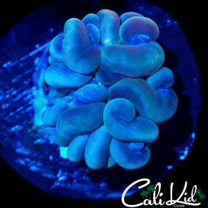 MINI GHOST BUBBLE CORAL