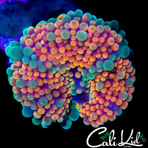 CK ACID TRIP MUSHROOM