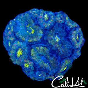 MYSTERY ACAN COLONY