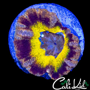 TRI COLOR ASIAN ACAN