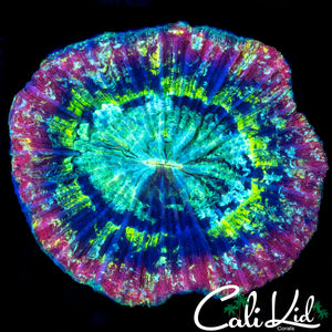RAINBOW RIM TRACHY