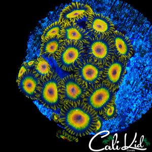 RASTA ZOA COLONY
