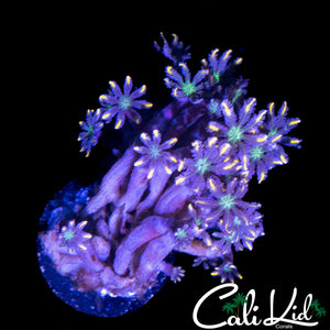 RAINBOW CLOVES CHUNK