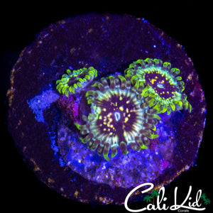 CK HELLRAZOR ZOA TRIPLE