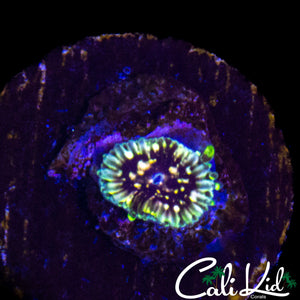 CK HELLRAZOR ZOA