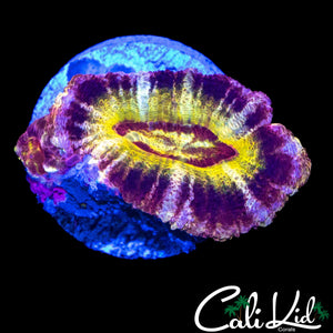 SUPER RARE ASIAN ACAN DOUBLE