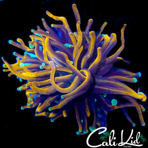 TEAL TIP INDO GOLD TORCH