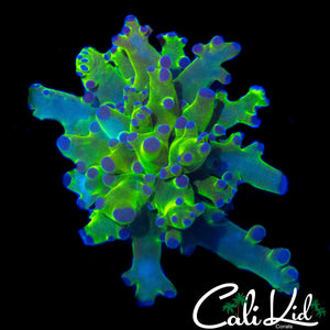 BABY OG PURPLE / GREEN FROGSPAWN