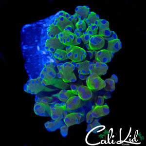 BABY OG PURPLE / GREEN FROGSPAWN