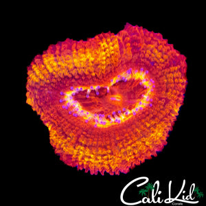 CK FLAMETHROWER ACAN