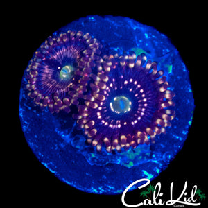 C2C INTERSTELLAR ZOA DOUBLE