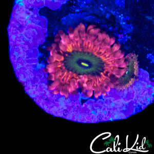MYSTERY ZOA DOUBLE