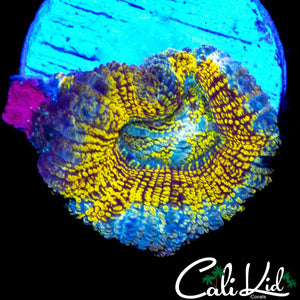 RARE PATTERN LARGE ACAN