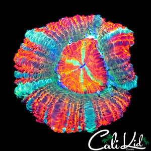 LARGE XMAS ACAN